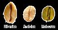 Coffea robusta